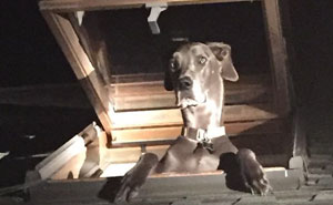 Officers Arrived To Catch A Home Intruder, But Then 'Died Laughing'