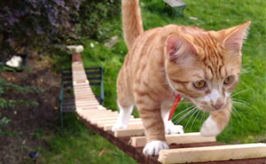 When The Landlord Banned Cat-Flaps, This Genius Guy Built A Ladder For His Cat To Sneak In