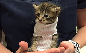 Kitten Rescued From Hurricane Matthew Gets Tiny Sock Sweater And Finds New Home