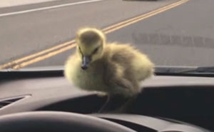 Man Who Rescued A Gosling From Drowning 2 Years Ago, Can’t Get Rid Of Her Because She Won’t Leave Him
