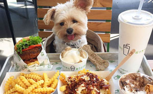Starving Homeless Dog Gets Rescued And Taken To Pet-Friendly Restaurants Every Day
