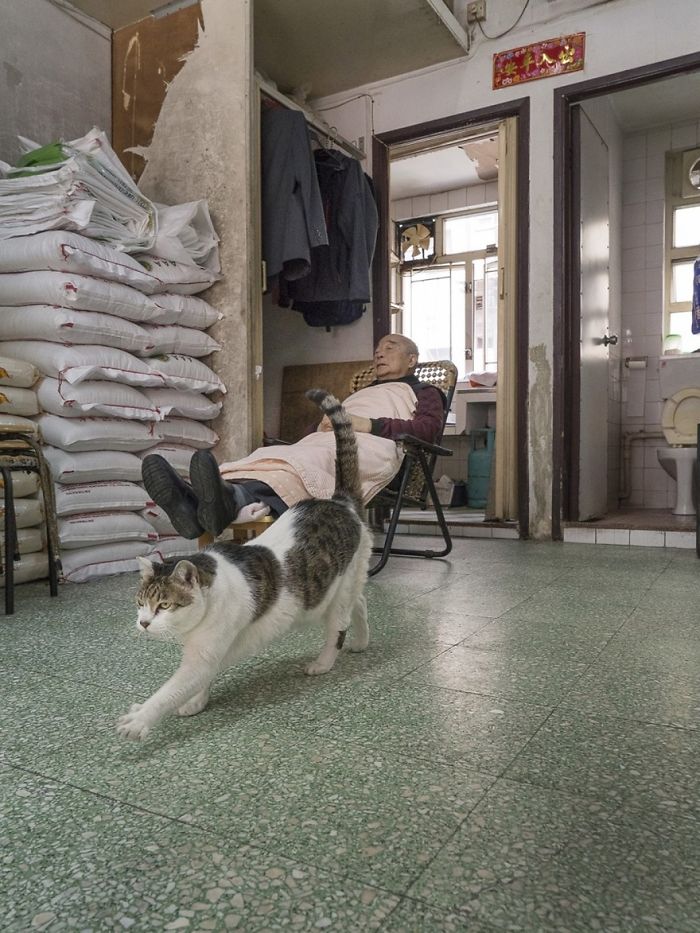Shop Cats