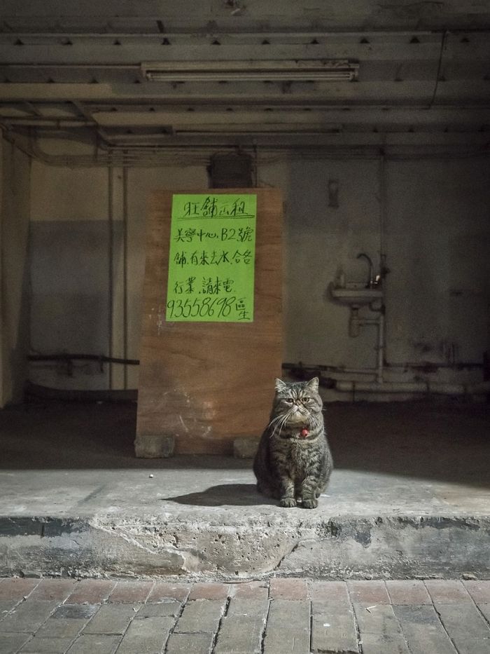 Shop Cats