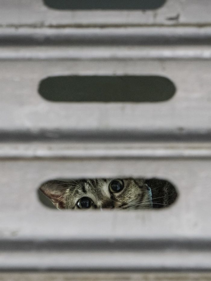 Shop Cats
