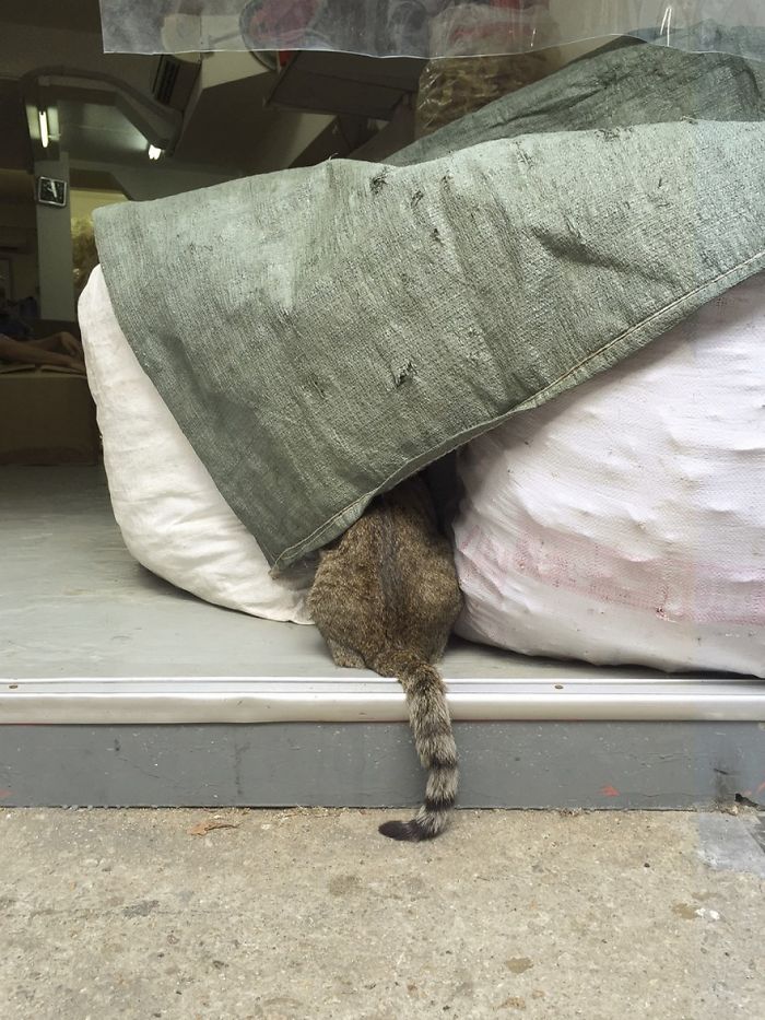 Shop Cats