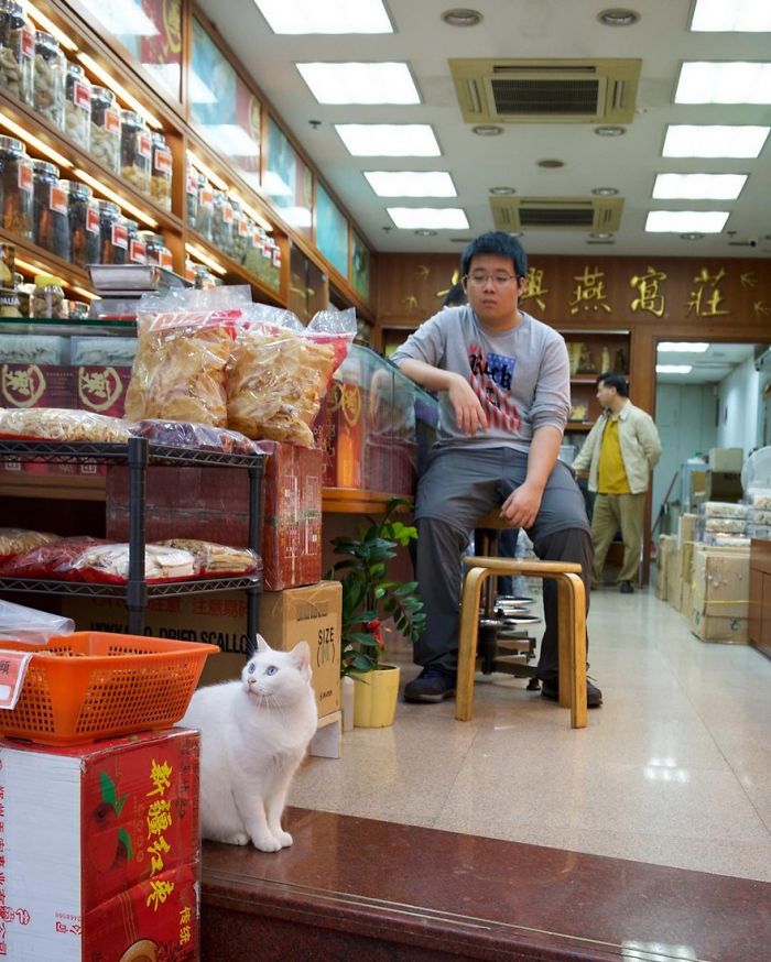 Shop Cats