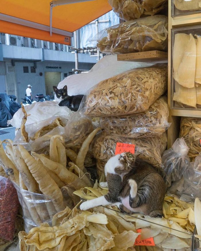 Shop Cats