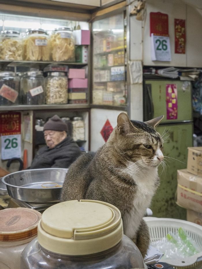 Shop Cats