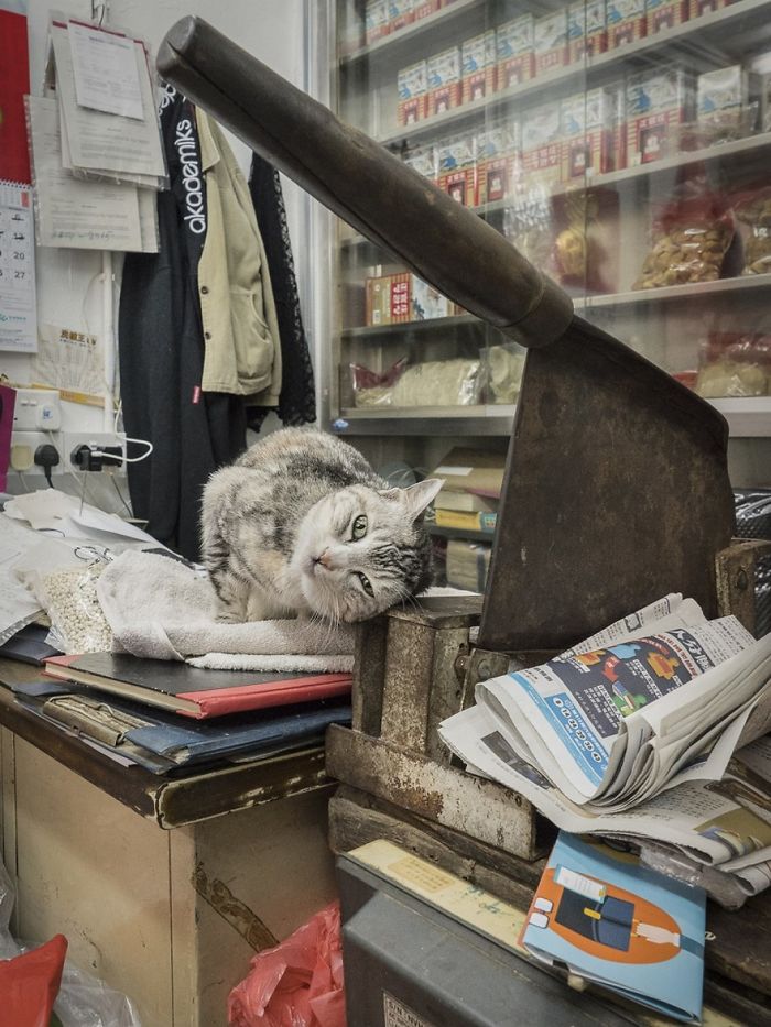Shop Cats