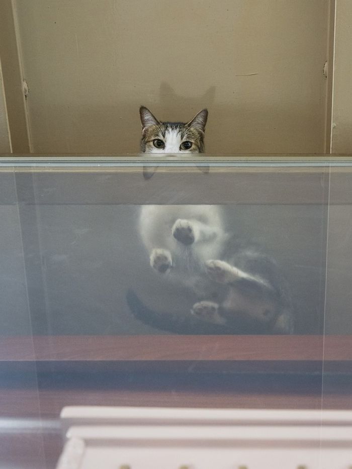 Shop Cats