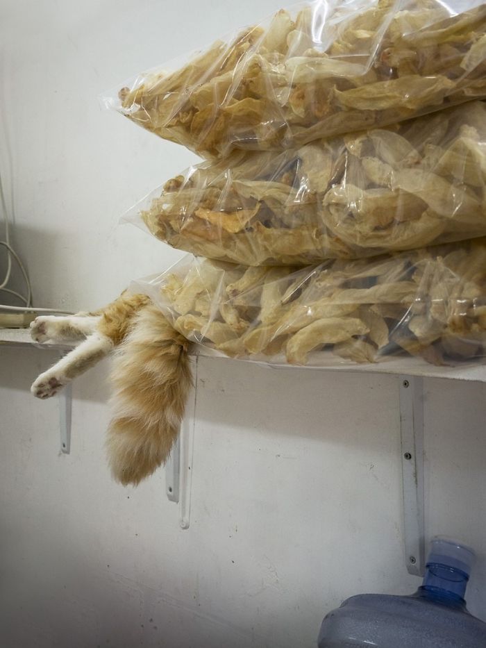 Shop Cats