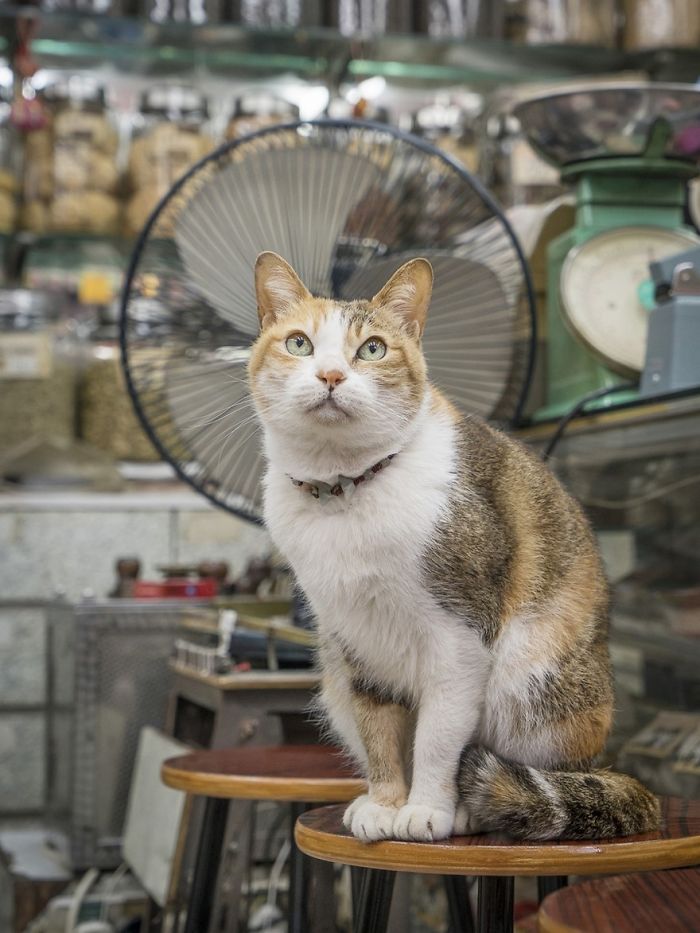 Shop Cats