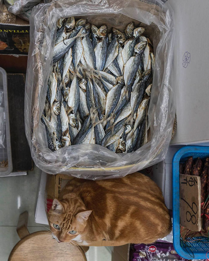Shop Cats