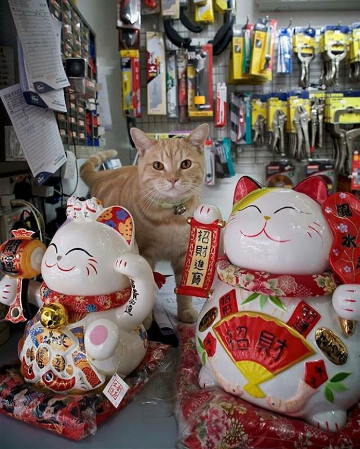 Shop Cats