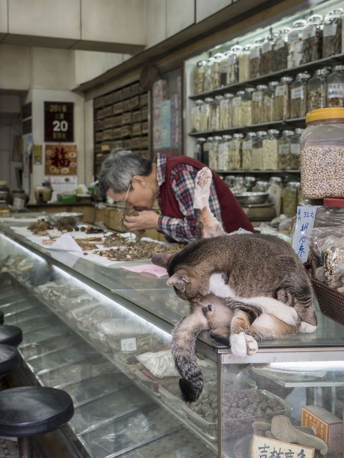 Photographer Documents The Secret Lives Of Cats Living in Hong Kongs Stores (12+ Pics)