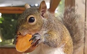 This Squirrel Fell From A Tree And Cried For Days Until People Saved His Life