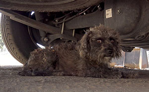 Rescuers Found A Stray Dog But It Refused To Leave, Soon They Found Out Why...