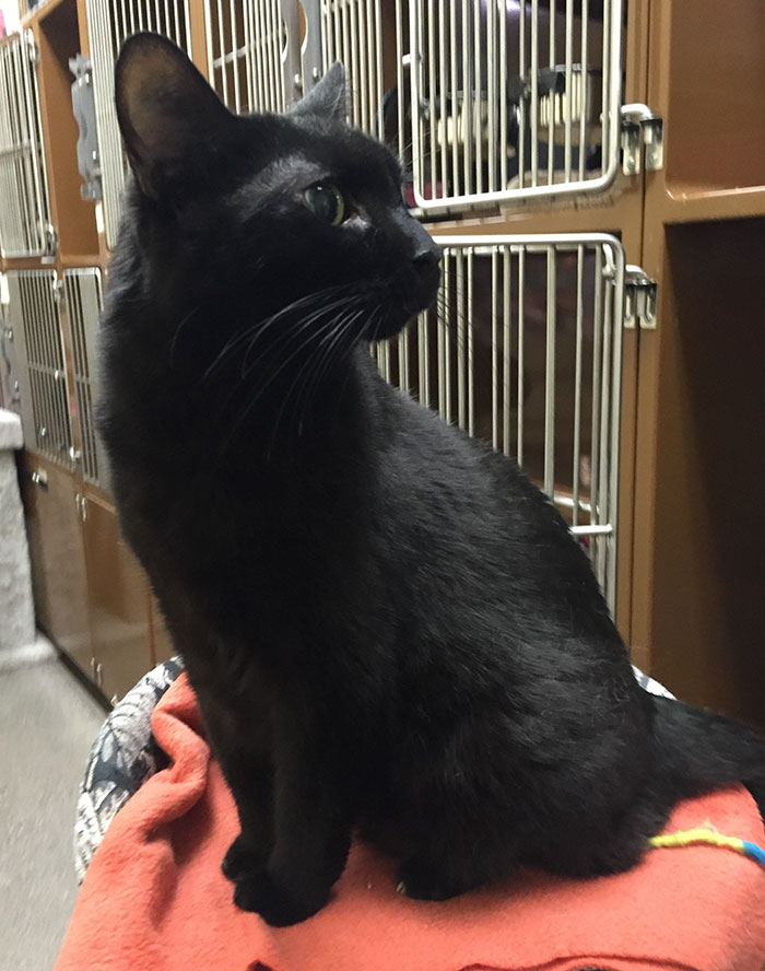 Seattle Animal Shelter Offers Free Black Cat Adoption This ...