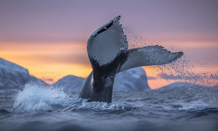  biology professor photographs arctic whales his photos 