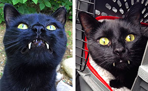 Woman Gets Surprised When Her Rescue Cat Turned Out to Be A "Vampire"