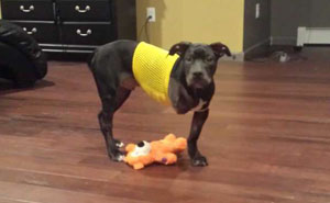 Injured Puppy Thrown Out Of Moving Car And Set To Be Put Down Gets Saved By A Loving Cop