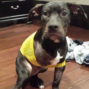 Injured Puppy Thrown Out Of Moving Car And Set To Be Put Down Gets Saved By A Loving Cop