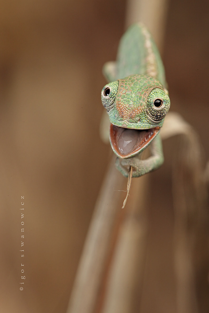 Happy Baby Chameleon