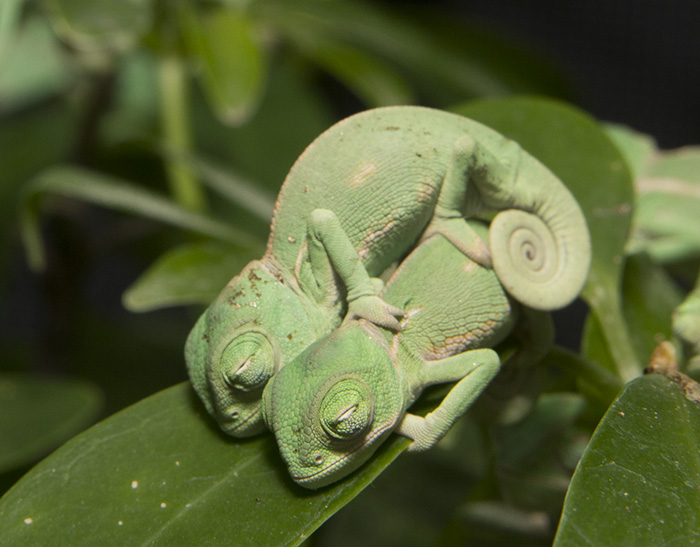 Cuteness Alert! Baby Veiled Chameleons