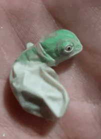 Chameleon Hatching From Its Egg