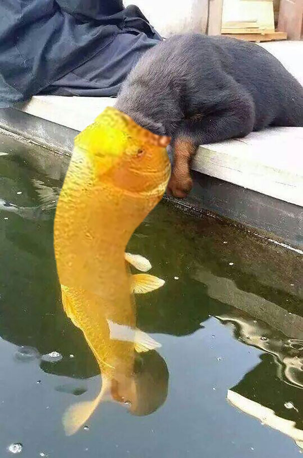 Puppy Kissing A Fish Inspires A Hilarious Battle