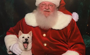 Dog Obsessed With His Stuffed Santa Toy Is Taken To See The Real One, And His Reaction Is Priceless
