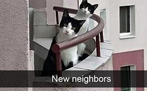 15+ Hilarious Cat Snapchats That You Need To See Right Meow