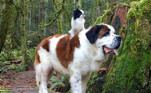 Tiny Dog Uses Giant Saint Bernard As A Vehicle Wherever He Goes