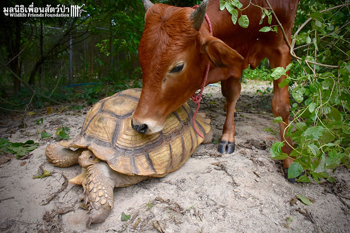 giant-tortoise-baby-cow-friendship-3