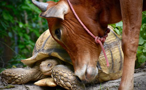 Giant Tortoise And Baby Cow Who Lost Its Leg Become Best Friends, Do Everything Together