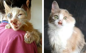 Adults Were Terrified To Look At The Kitty, Until A 7-Year-Old Girl Saved Her