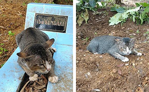 Heartbroken Cat Has Spent 1 Year By Her Dead Owner's Grave