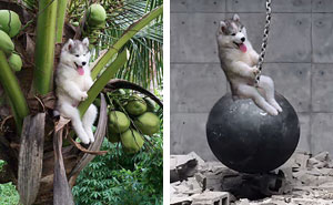 Husky Gets Stuck On Coconut Tree, The Internet Decides To Help... With Photoshop (15+ Pics)