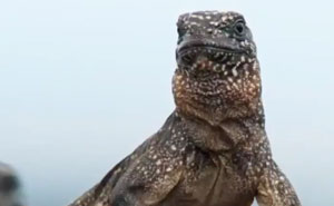 People Are Calling This Scene From Planet Earth 2 The Most Intense TV Moment Ever