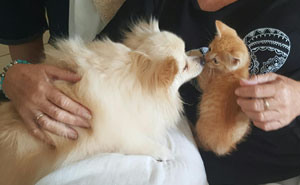 Woman Adopts A Dog To Deal With Anxiety, And The Dog Adopts Her Kitten