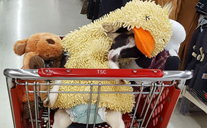 Rescue Goat Suffering From Anxiety Only Calms Down In Her Duck Costume