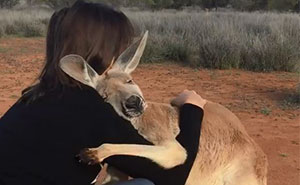Rescued Kangaroo Hugs Her Rescuers Every Day, And The Internet Can't Handle It