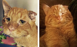 Couple Adopts 'Saddest Cat' In The World Nobody Wanted, Here's How Kitty Transformed In One Hour