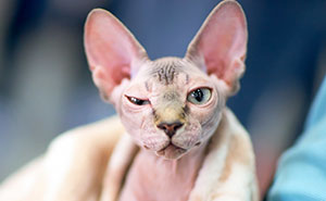 Woman Shocked After Realizing Her $700 Hairless Sphynx Cat Is Actually A Regular Cat That Was Shaved