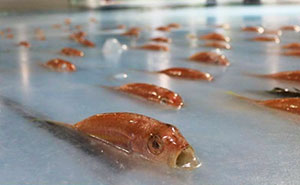 People Outraged After Japan Skating Rink Freezes 5,000 Fish In The Ice