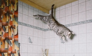 I Capture Curious Cats In Mid-Jump