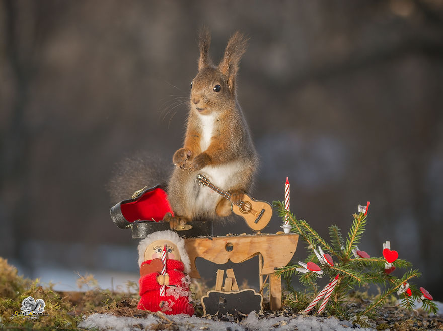  squirrels christmas mood 