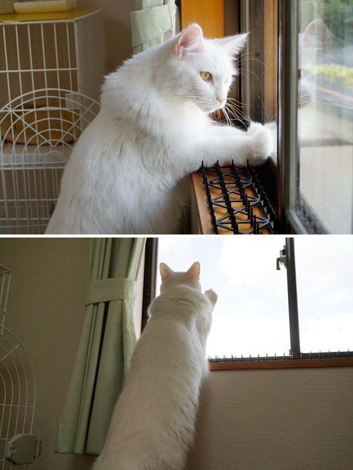 Cats Building Resistance To Cat-deterrent Spikes