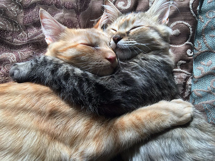 cats-kissing-in-love-louie-luna-6