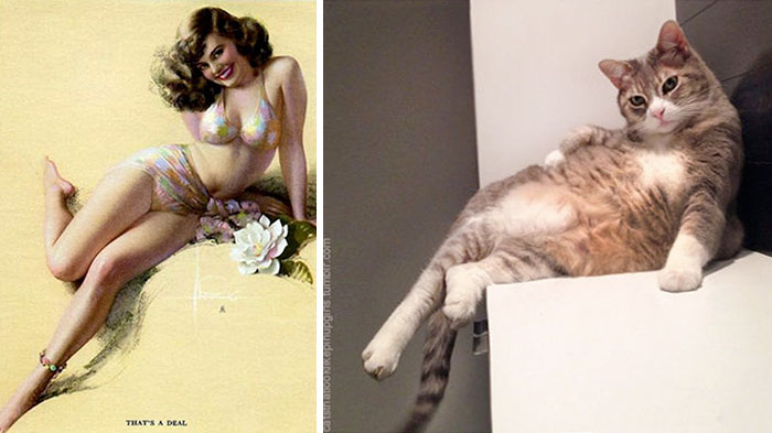 Image result for cats a pin-ups
